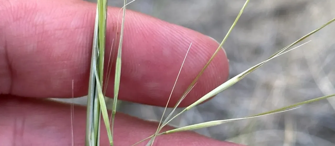 Needle-and-thread grass