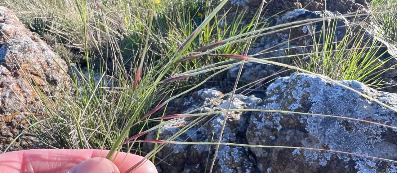 Purple needlegrass