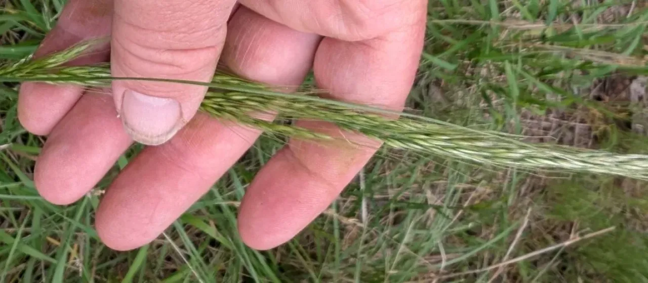 Green needlegrass