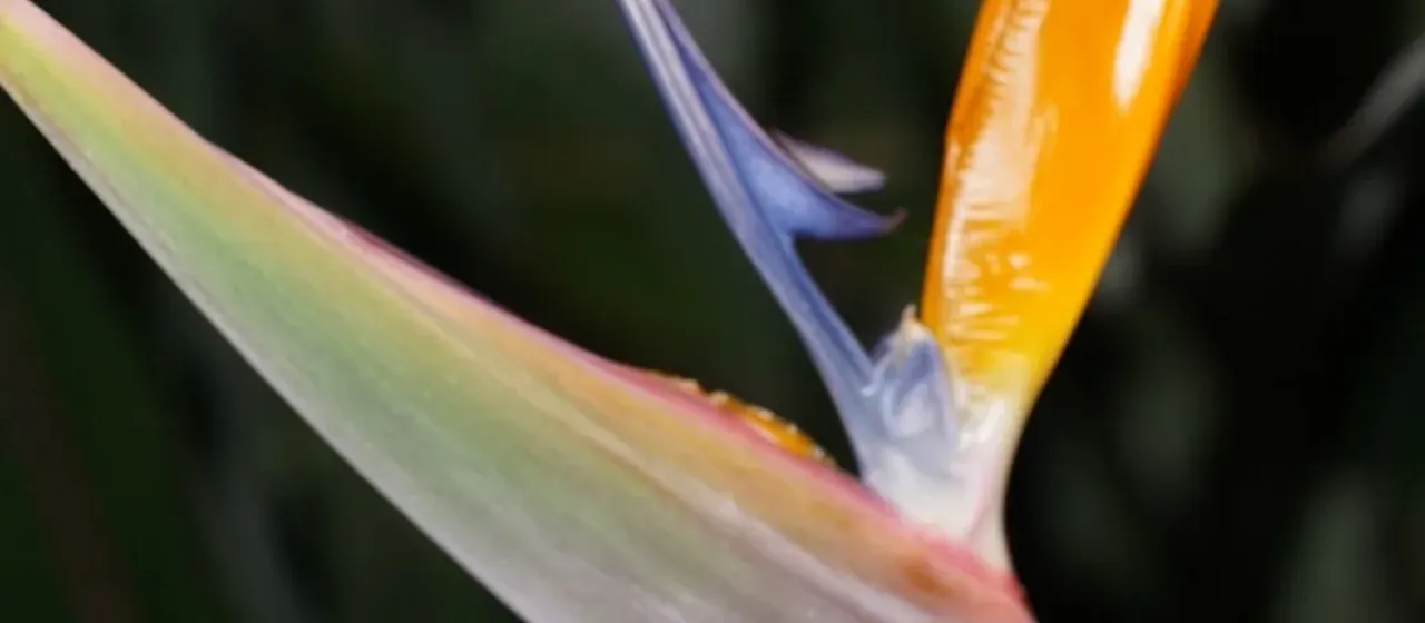 Strelitzia reginae