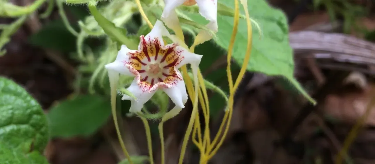 Strophanthus hispidus