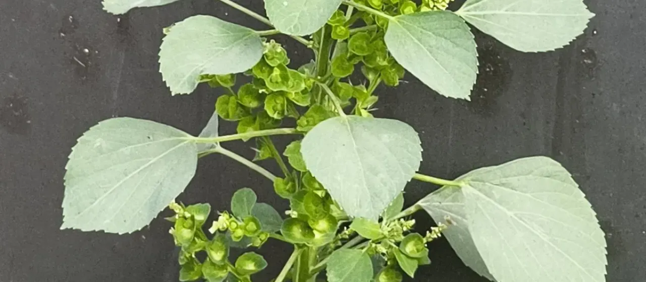 Indian nettle