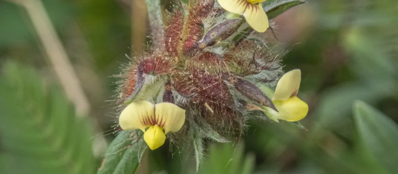 Stylosanthes scabra