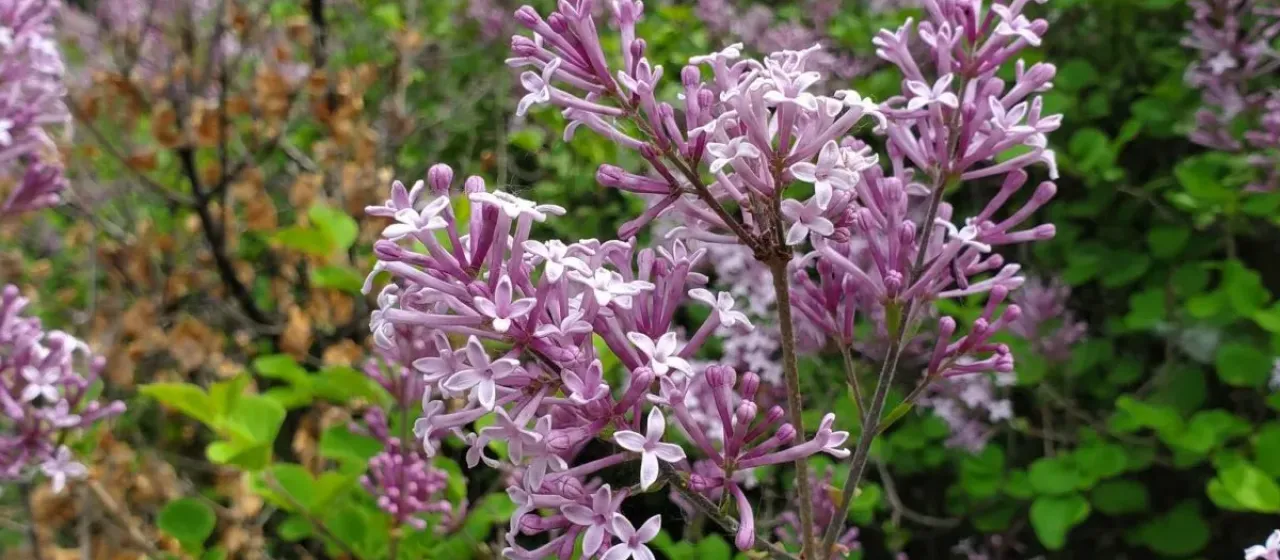 Meyer lilac