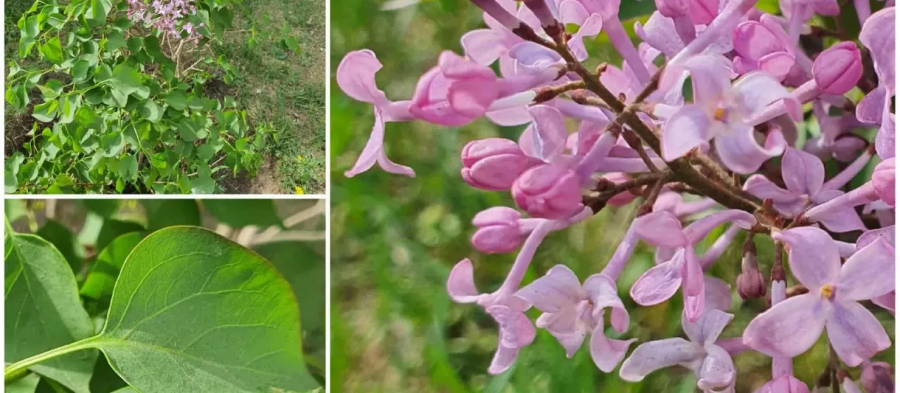 Early lilac