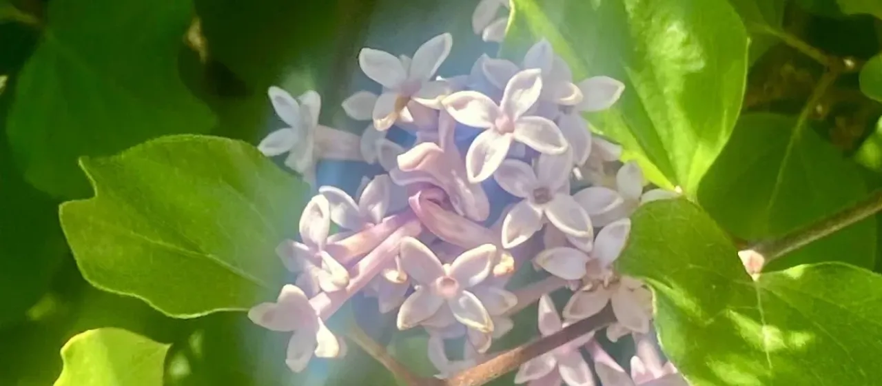 Hairy lilac