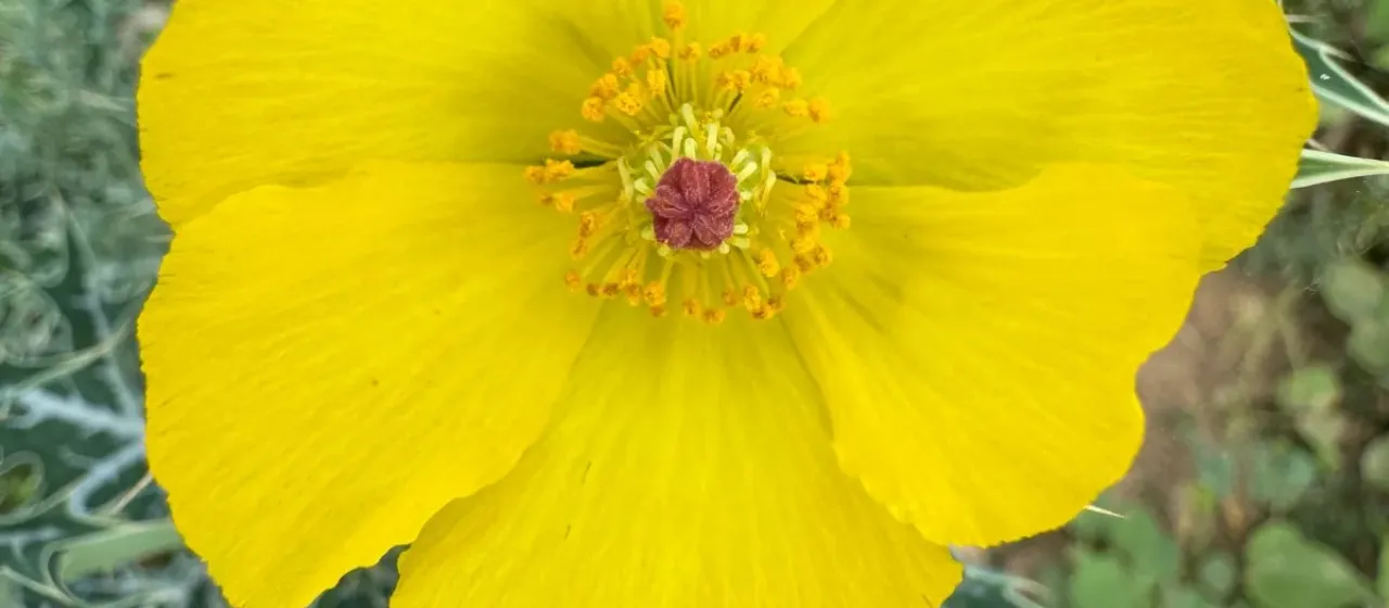 Mexican prickly poppy