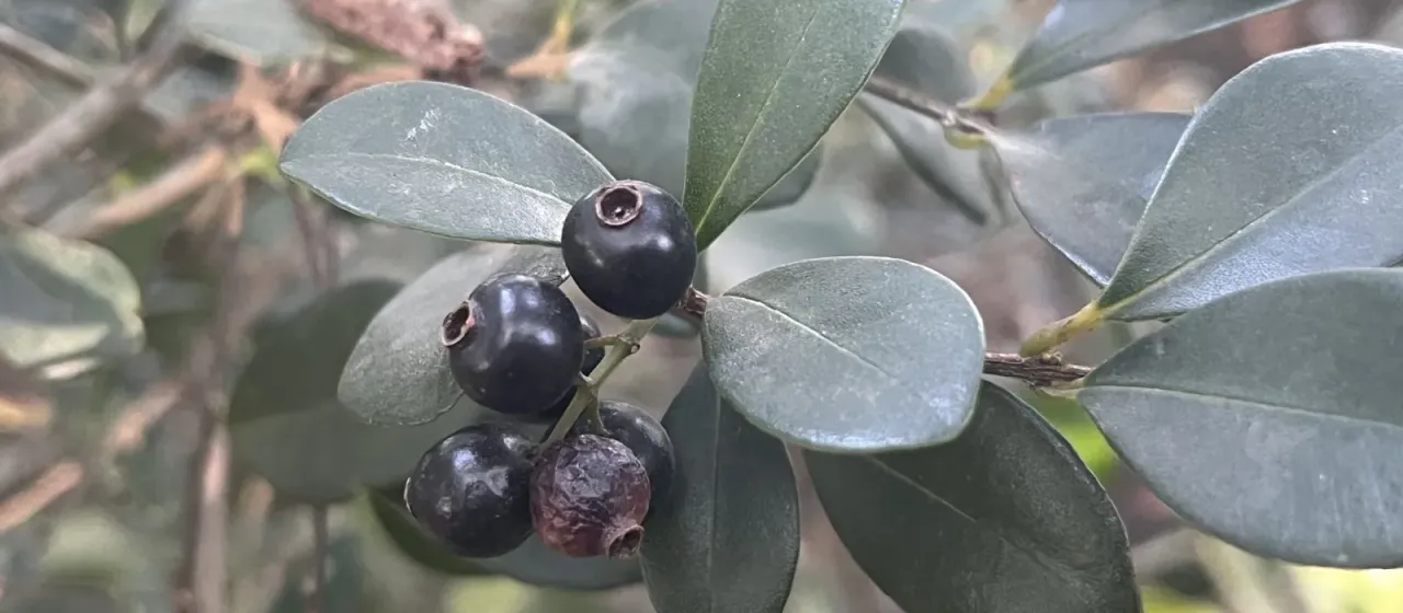 Syzygium buxifolium