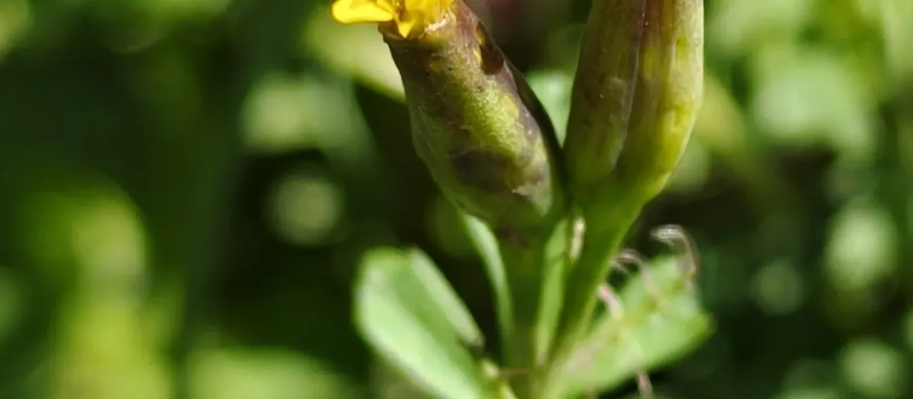 Stinking marigold