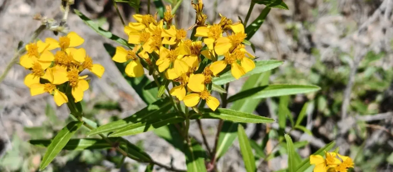 Mexican mint marigold