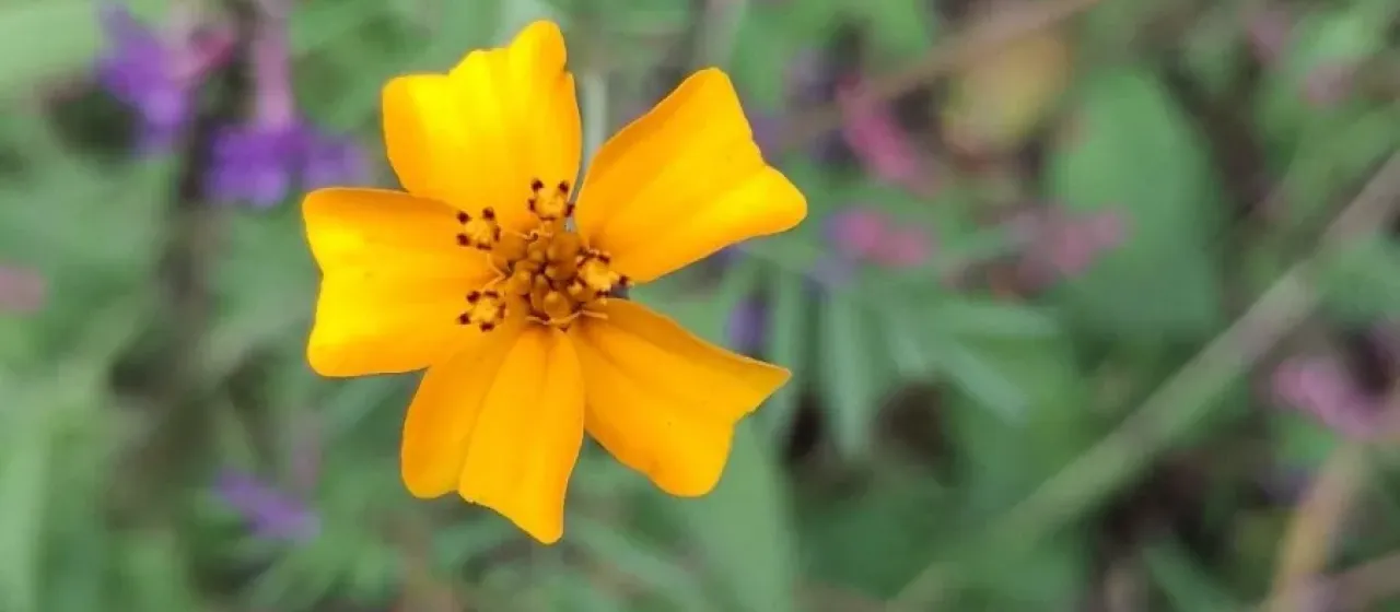 Signet marigold