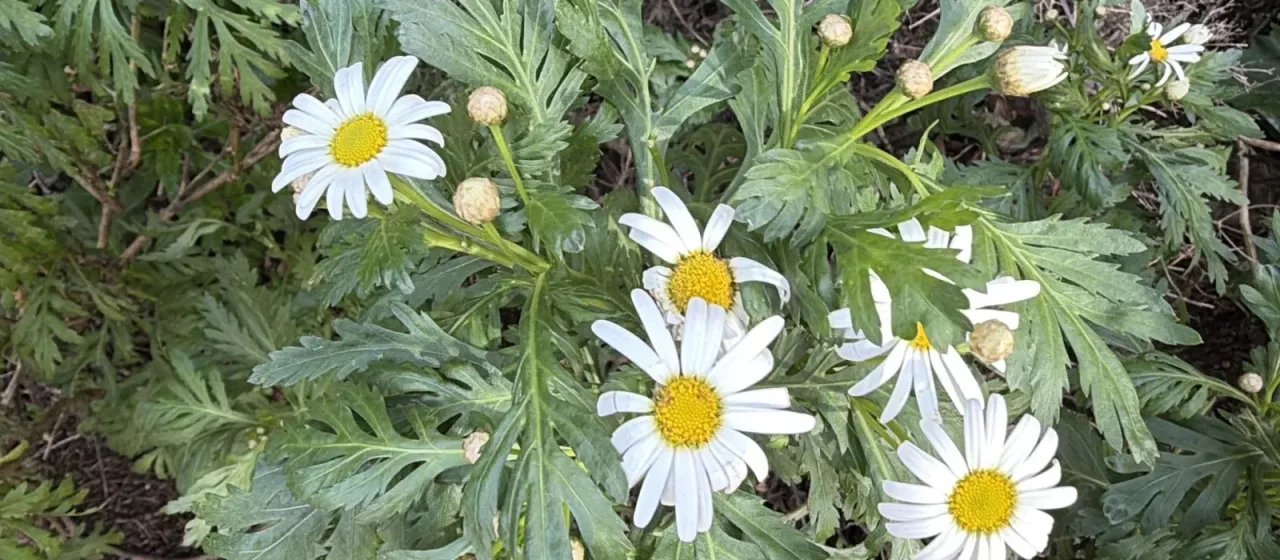 Argyranthemum Webb ex Sch. Bip. x Rhodanthemum (Vogt) B. H. Wilcox et al.