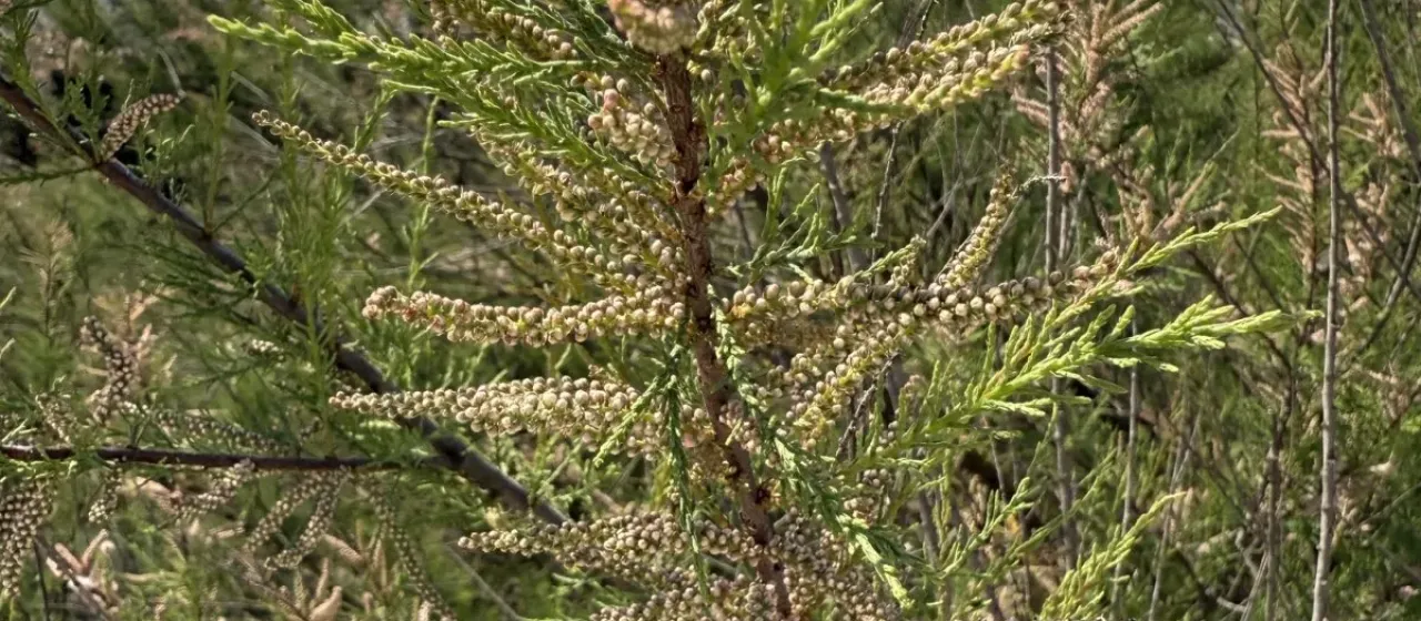African tamarisk