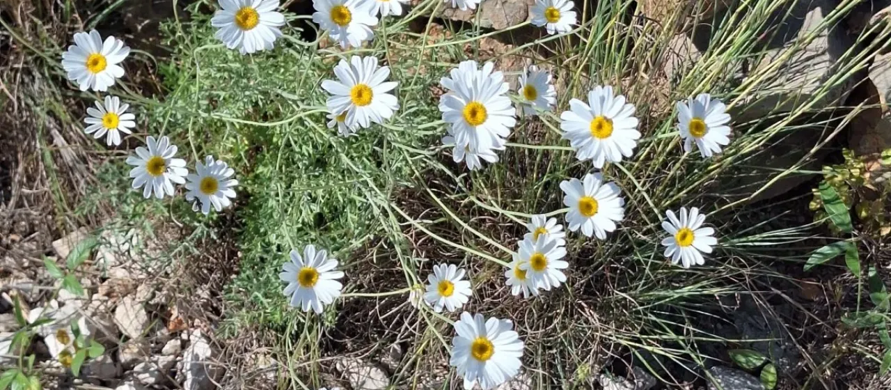 Pyrethrum