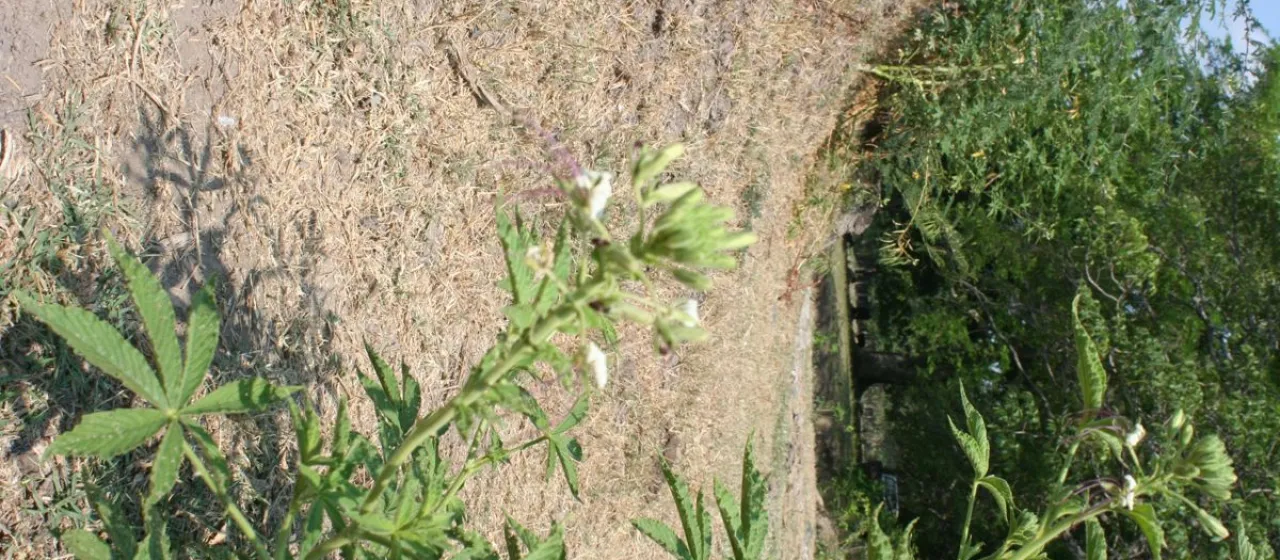 Spiny spider-flower