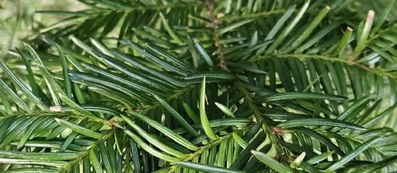 English yew