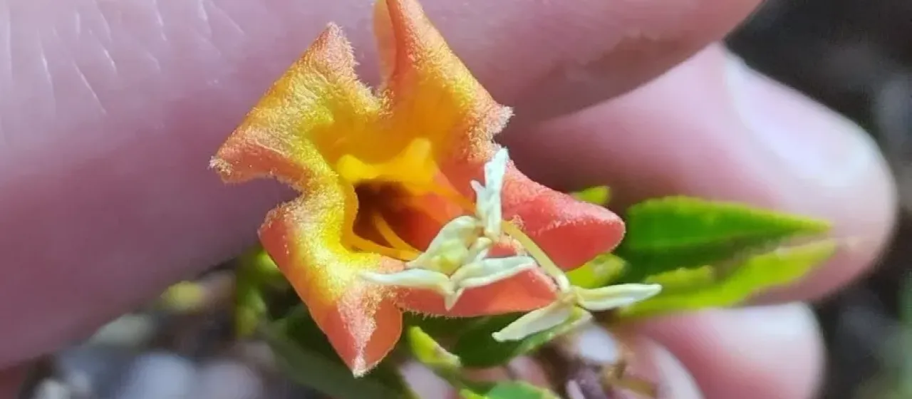 Yellow-brown trumpet flower