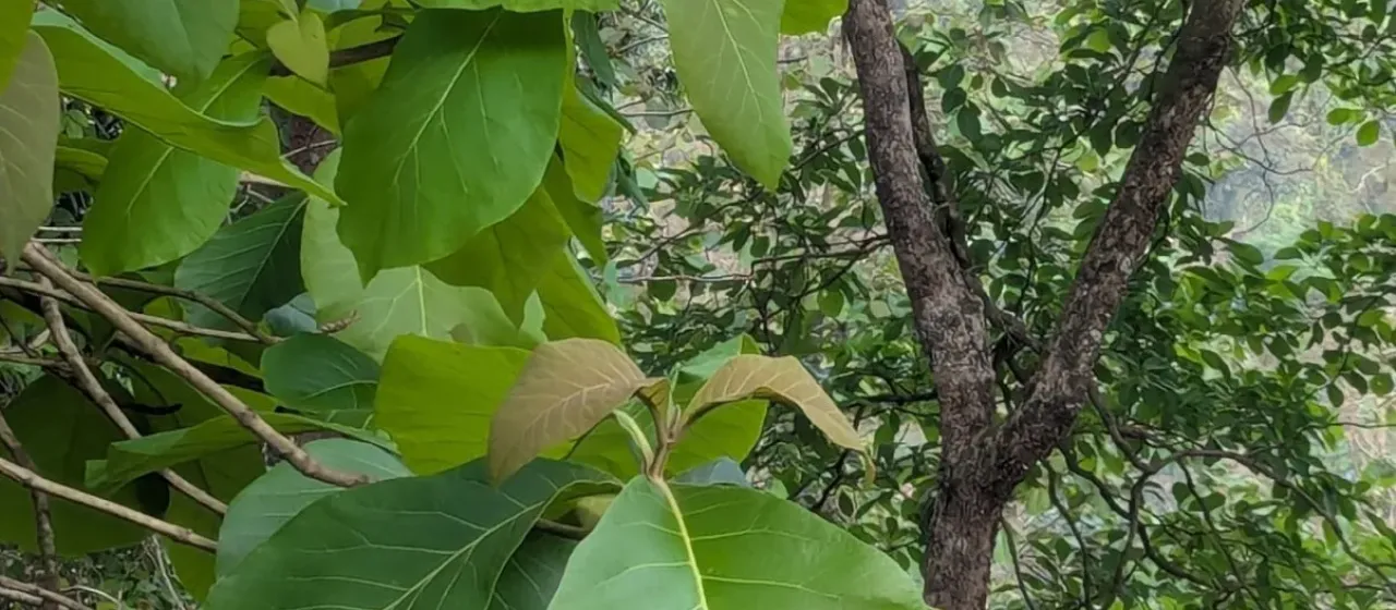 Teak