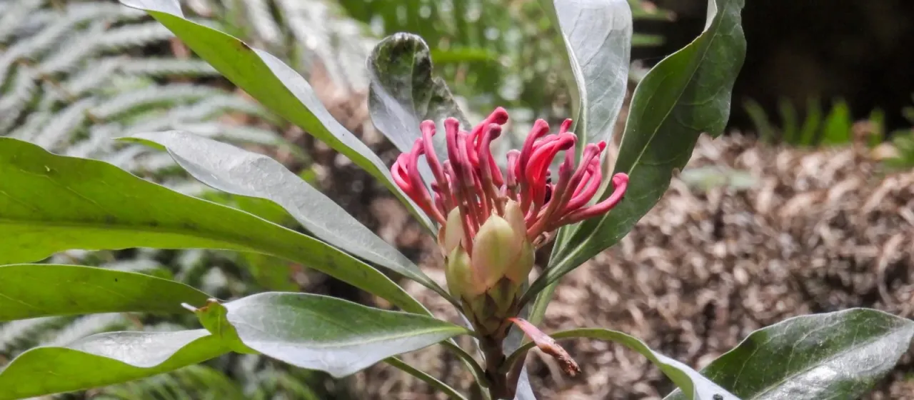 Gippsland waratah