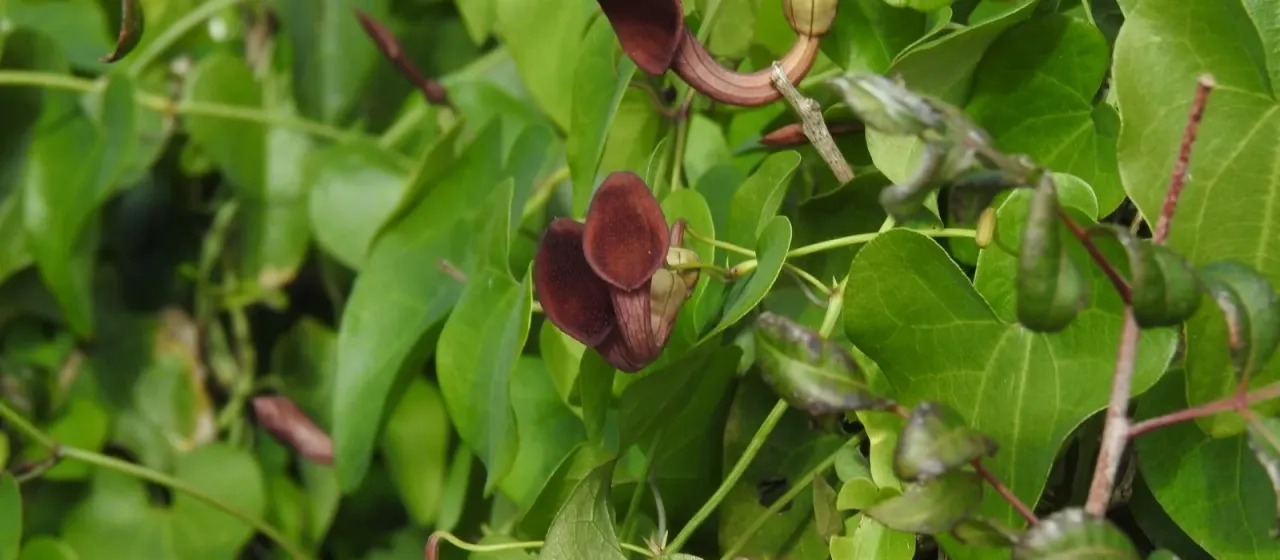 Aristolochia baetica