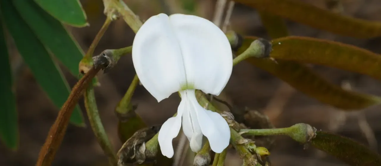 White hoary-pea
