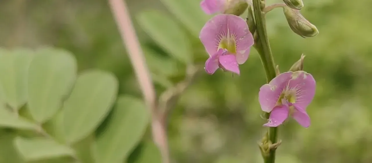 Tephrosia purpurea