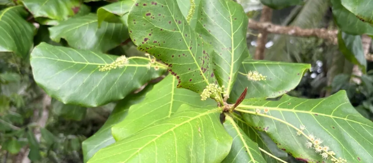 Tropical almond
