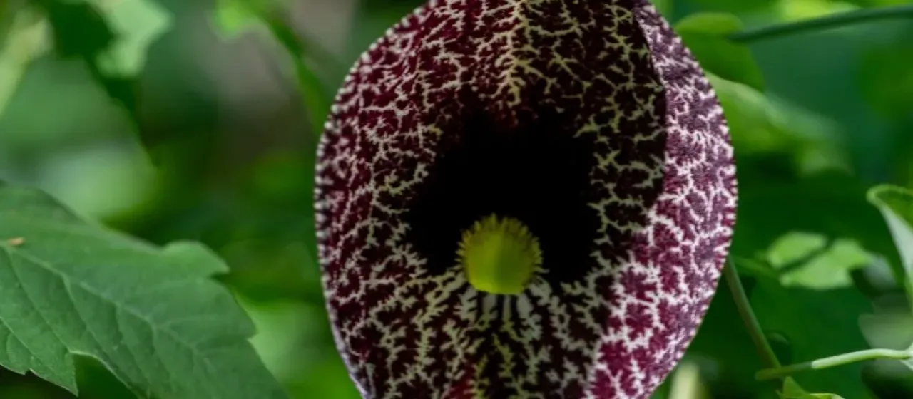 Calico flower
