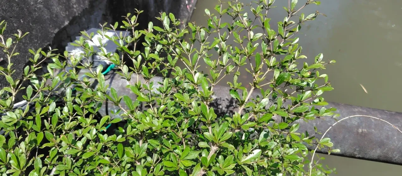 Terminalia neotaliala
