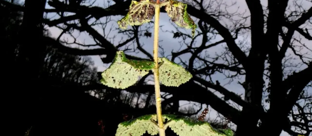 Wall Germander