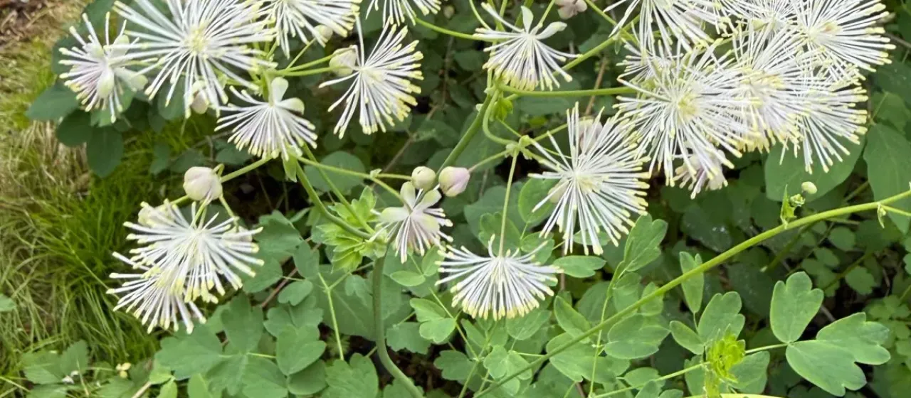 Columbine meadow-rue