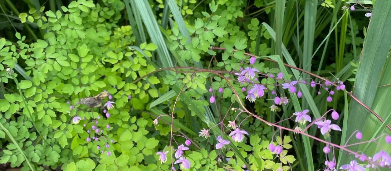 Delavay's meadow-rue