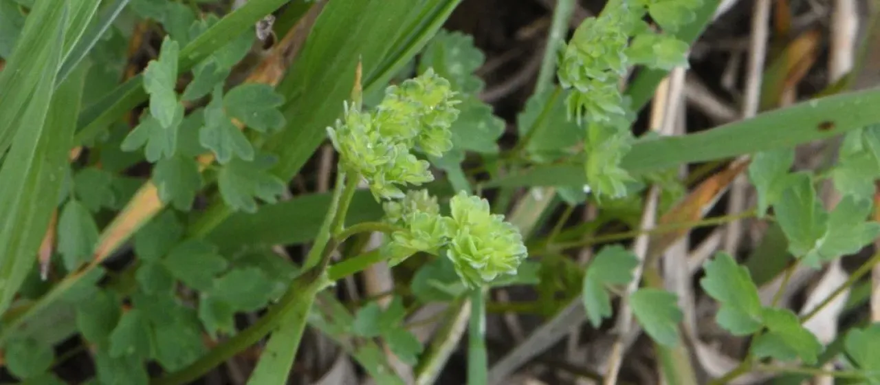 Lesser meadow-rue