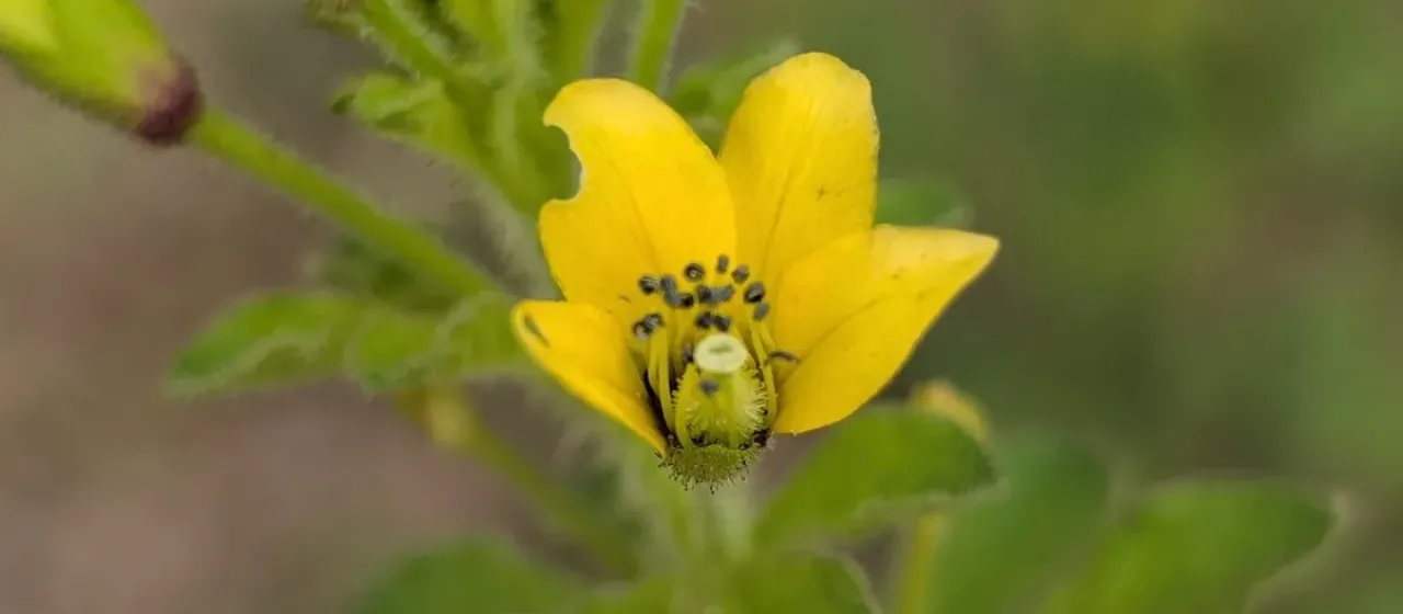 Yellow spider flower