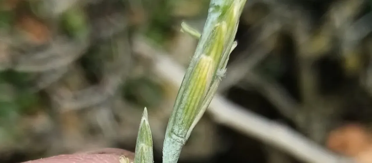 Tall wheatgrass