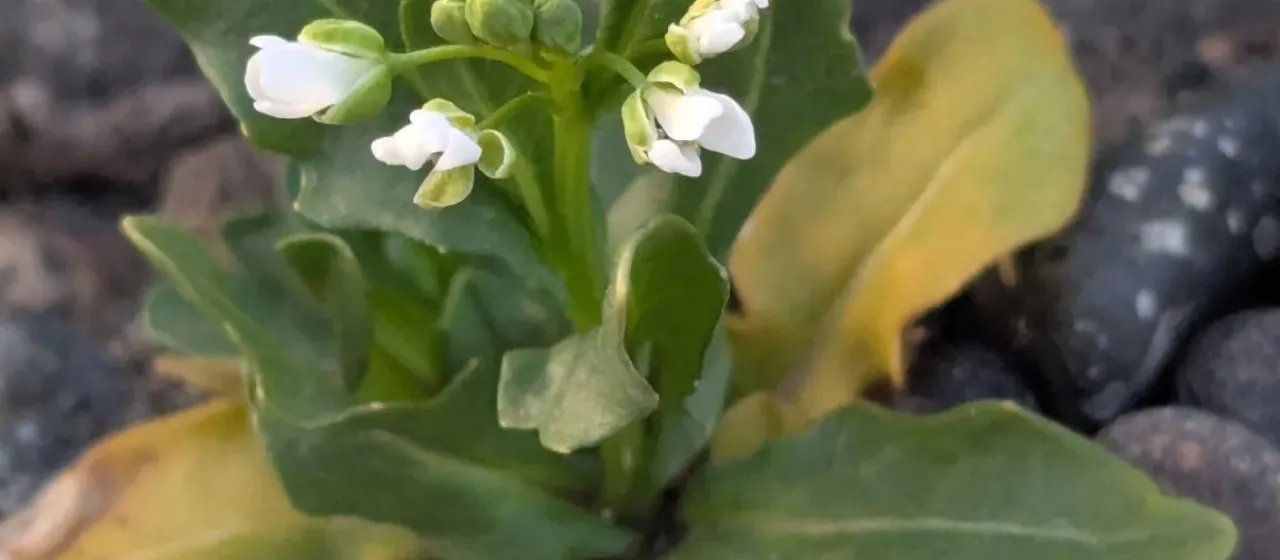 Field pennycress