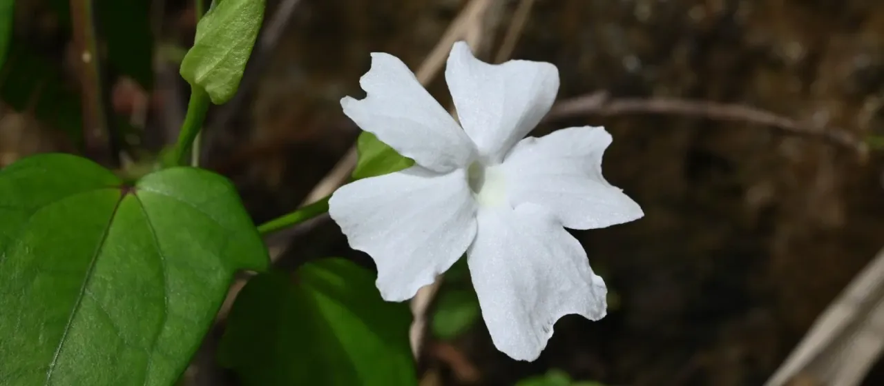 White thunbergia