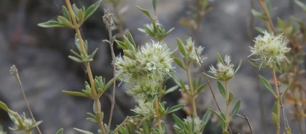 Mastic thyme