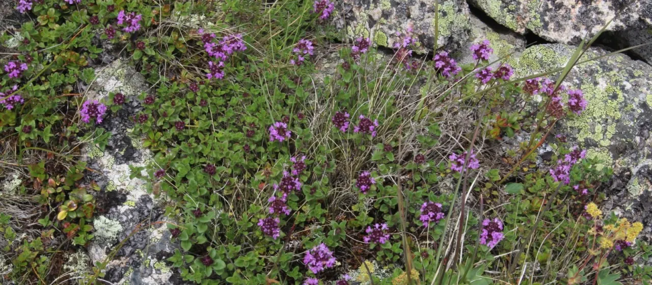 Thymus nummularius