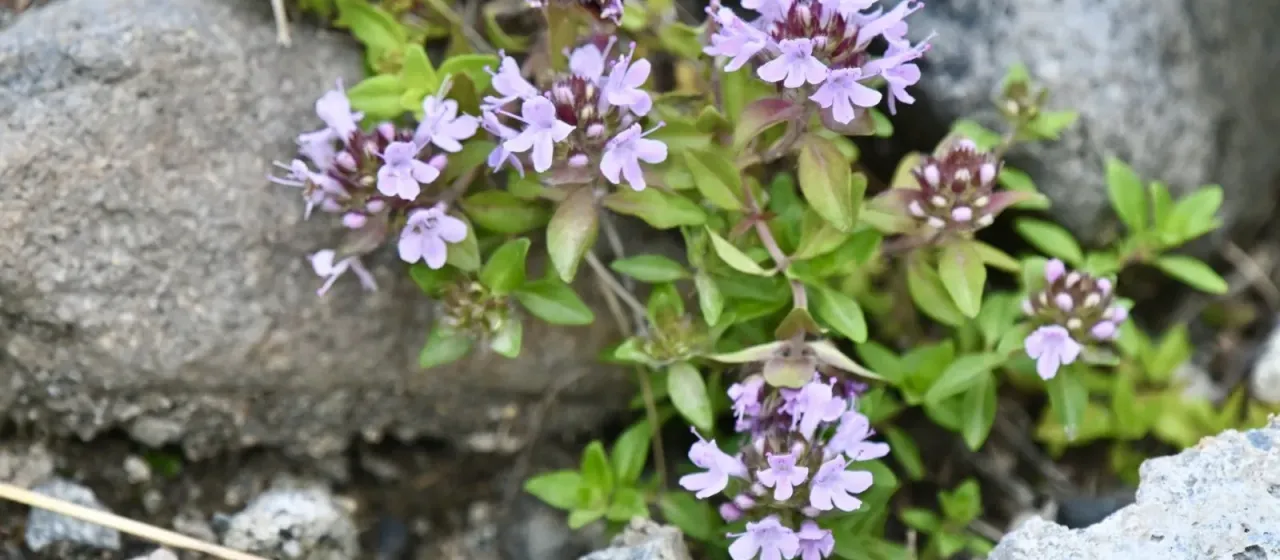 Dahurian thyme