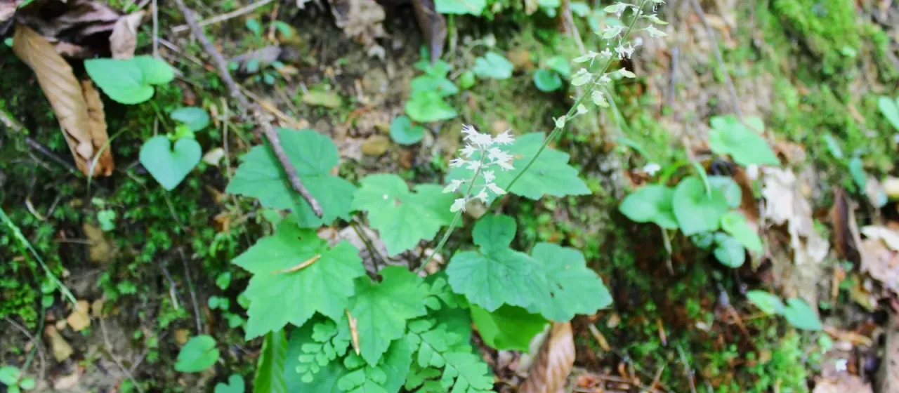 Tiarella wherryi