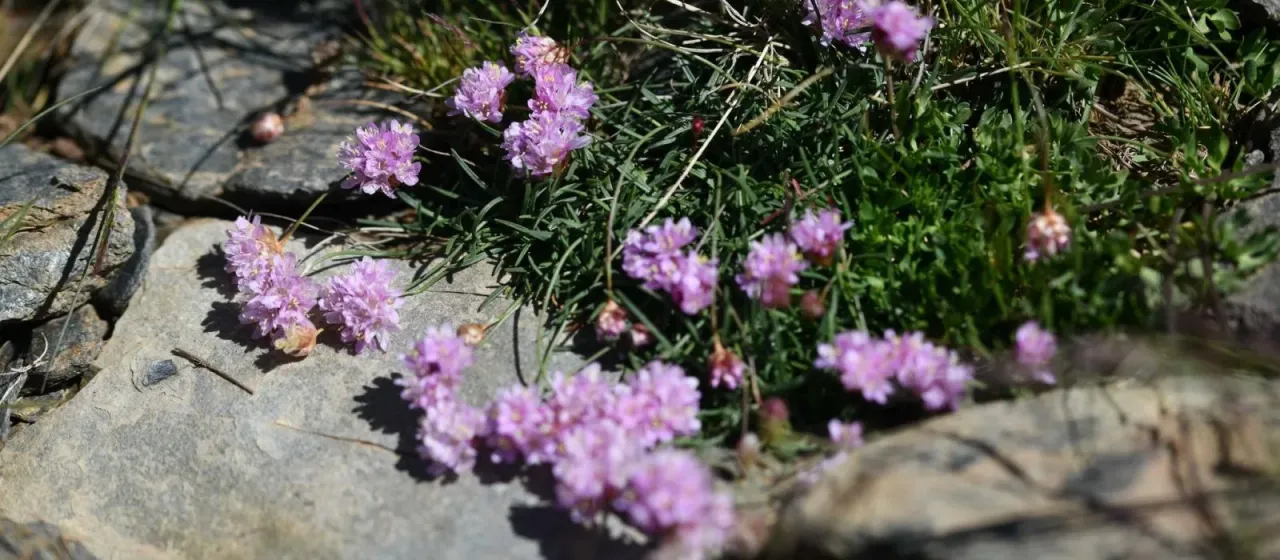 Armeria splendens