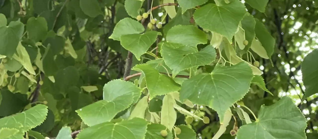 Small-leaved lime
