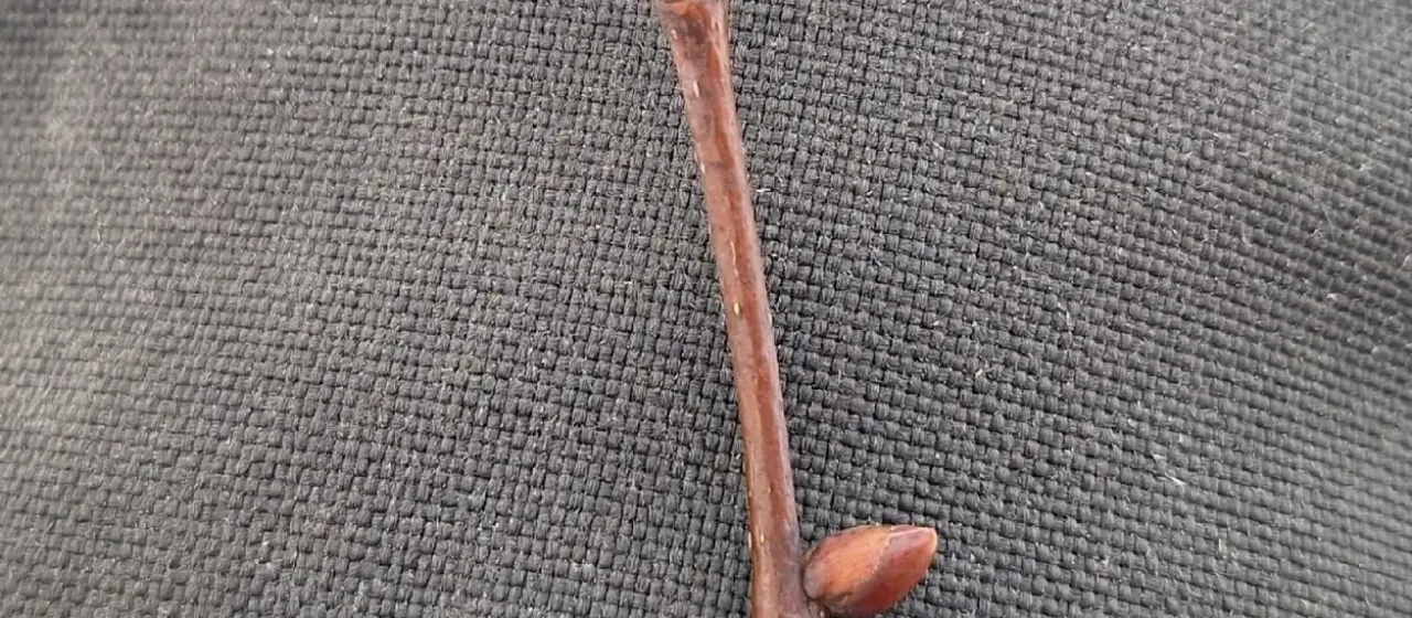 Common lime