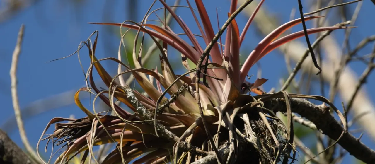 Tillandsia capitata