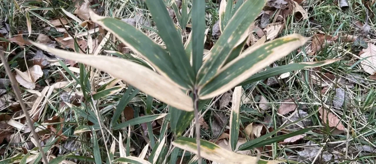 Dwarf white-striped bamboo