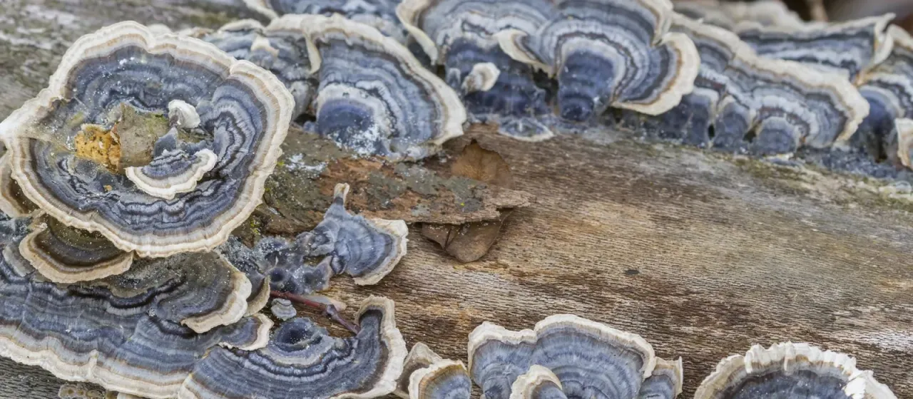 Turkey Tail