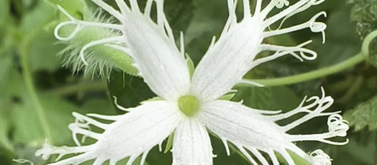 Snake gourd