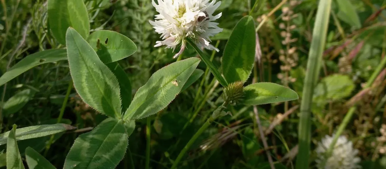 Kura clover