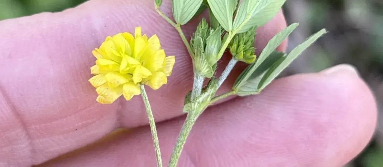 Hop trefoil